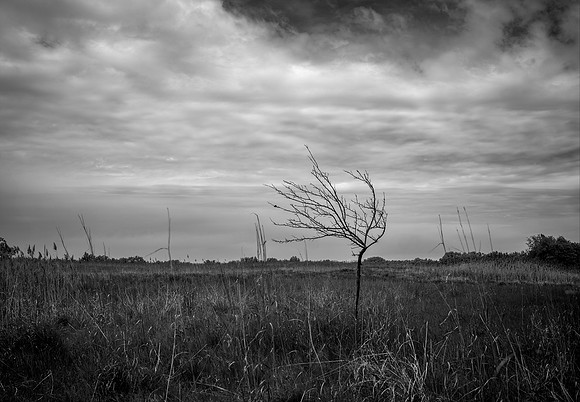 (16) 2025 Fine Art Show