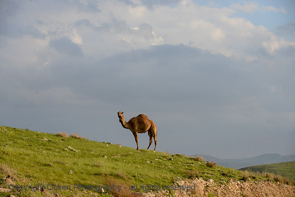 396 Camel Rides