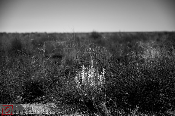 298 2021 Grand Canyon