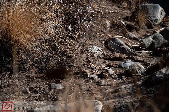 029 2021 Grand Canyon