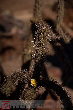 239 2021 Grand Canyon