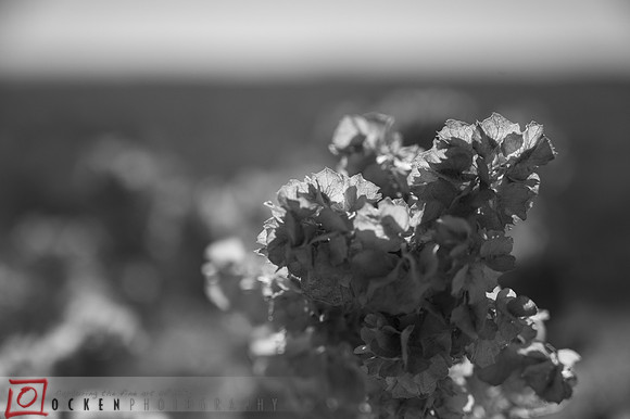 326 2021 Grand Canyon