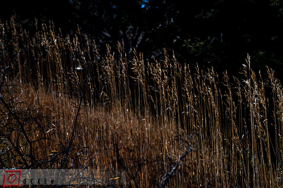 030 2021 Grand Canyon