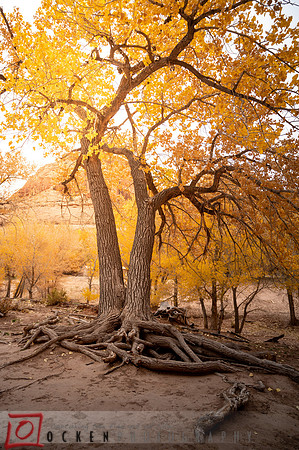 086 2021 Grand Canyon