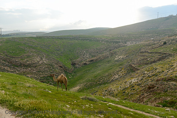 410 Camel Rides