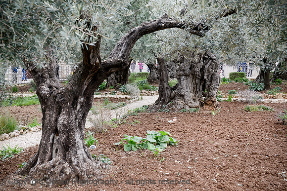 127 Garden of Gethsemane