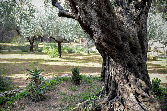 118 Garden of Gethsemane